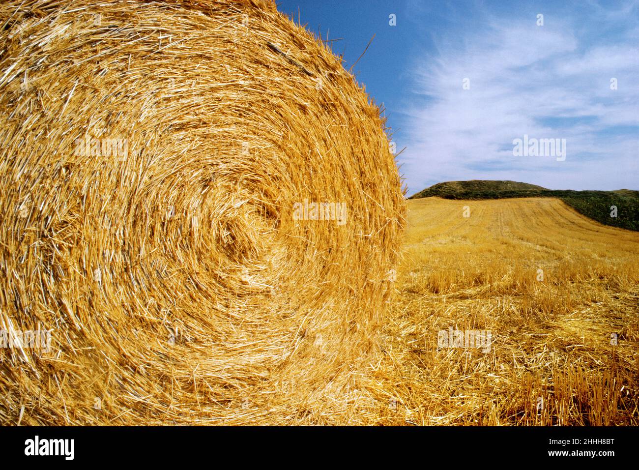 Hay bale in a field of uncut and un-baled hay close up or closeup. Golden rolled hay. Harvesting, agriculture and farmland in Spain Stock Photo
