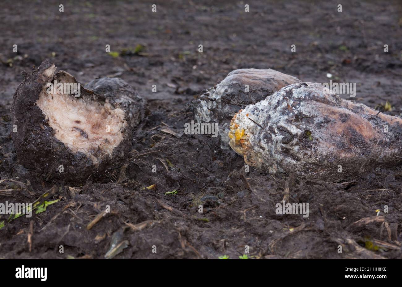 Lost crop: three rotting, moldy, slimy and gnawed sugarbeets left on the field Stock Photo