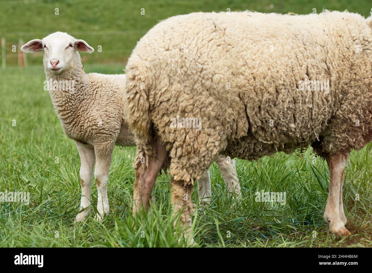Close-up of a cute white lamb standing behind mother sheep in green grass field Stock Photo