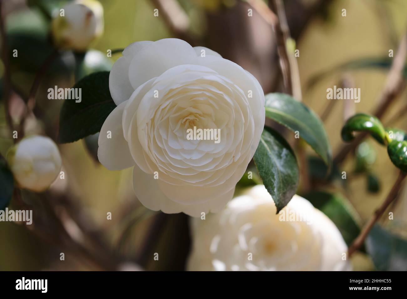 close-up of camelia flower in a botanical garden Stock Photo