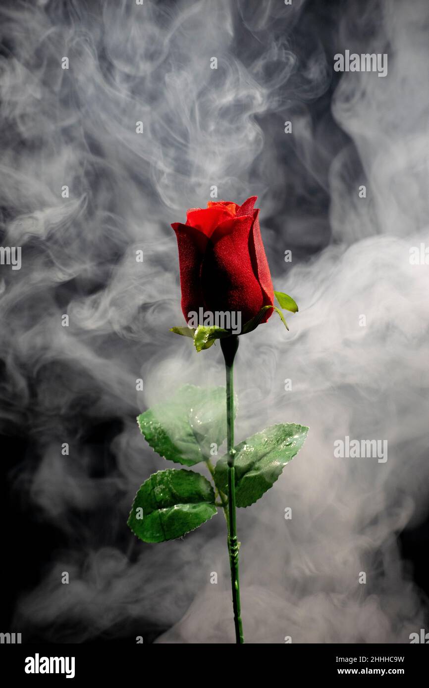 This photo created by using actual smoke and a red rose, giving the image a mystical appearance, ideal for a poster Stock Photo