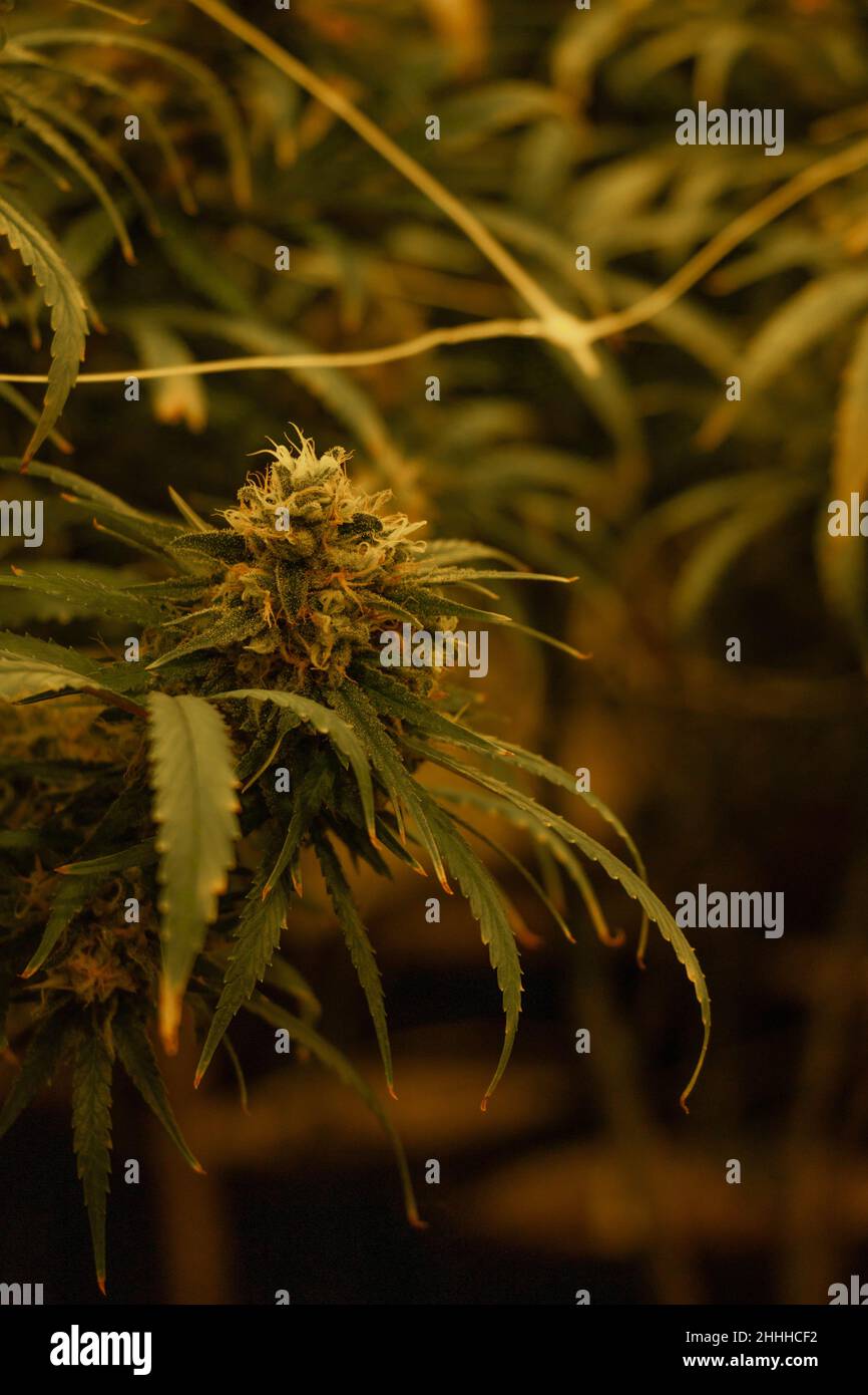 Cannabis flowers in a professional dispensary grow operation Stock Photo
