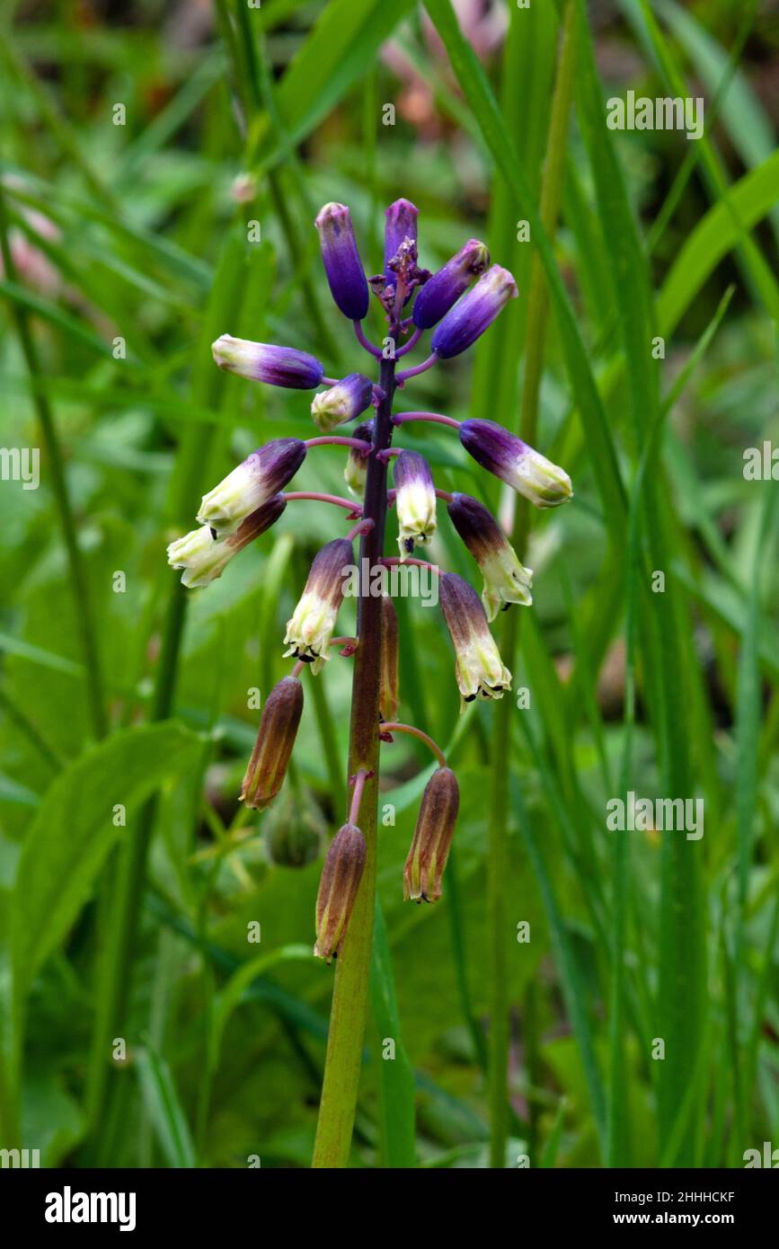 Bellevalia trifoliata is a rare and little seen bulbous perennial from the southern coastal Mediterranean region. Stock Photo