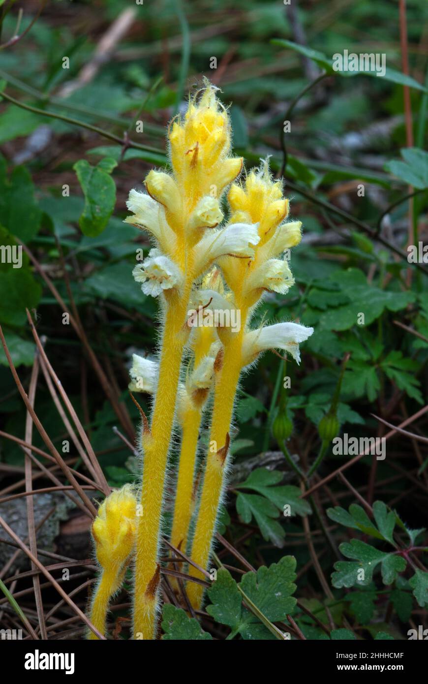 Orobanche pubescens (hairy broomrape) is found from Central and Eastern Mediterranean to the Caucasus growing in phrygana and grasslands, Stock Photo