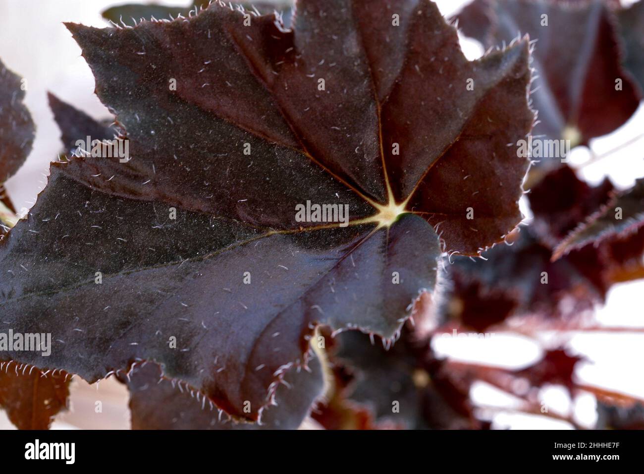 Begonia black velvet house plant leaf. Stock Photo