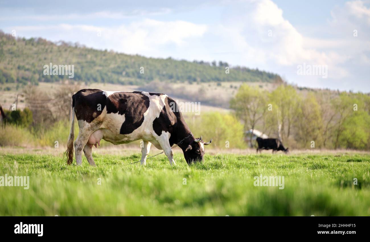 Milk cows grazing on green farm pasture on summer day. Feeding of ...