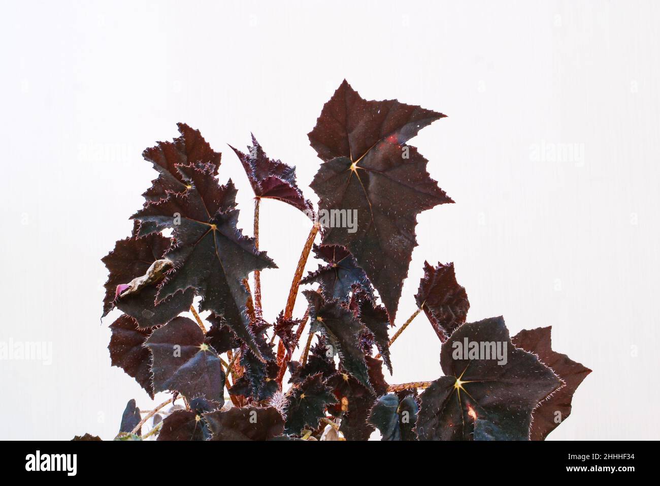 Begonia black velvet house plant leaves. Stock Photo