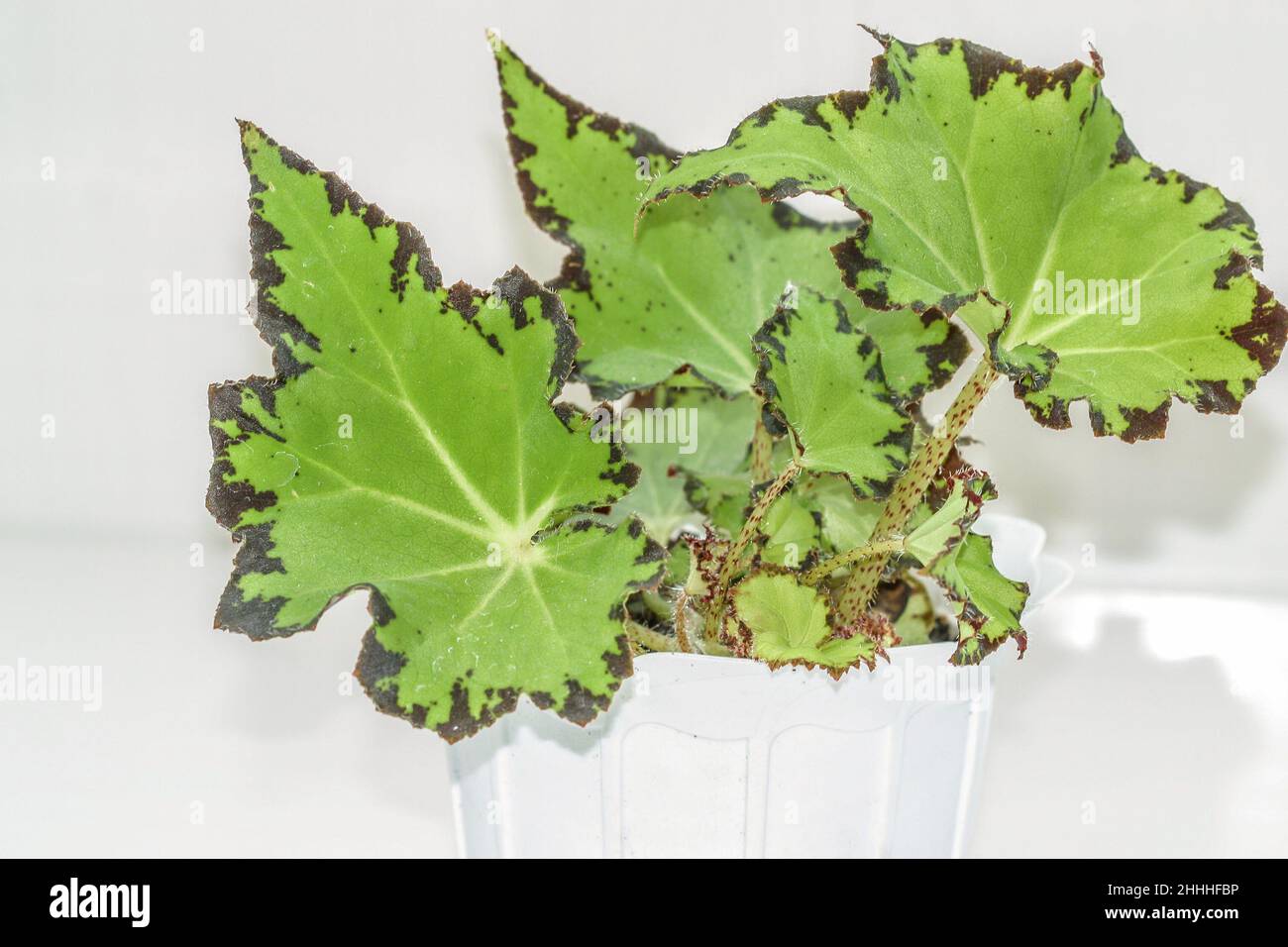 Begonia Jive house plant leaves. Stock Photo