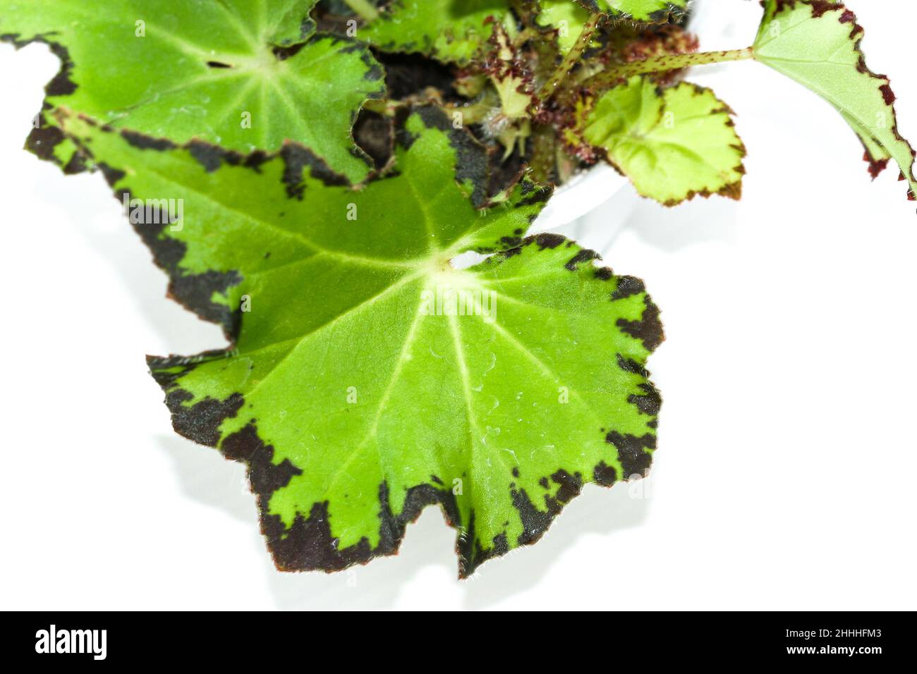 Begonia Jive rhizomatous house plant one leaf. Stock Photo