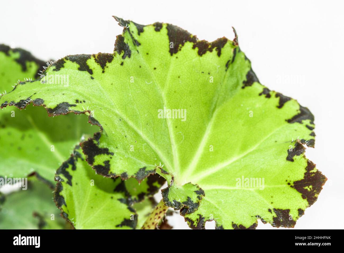Begonia Jive house plant one leaf. Stock Photo