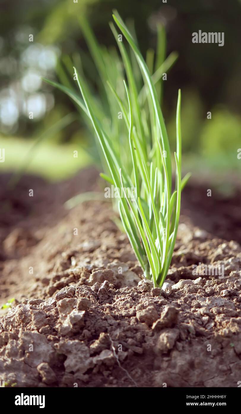 Growing onions tray hi-res stock photography and images - Alamy