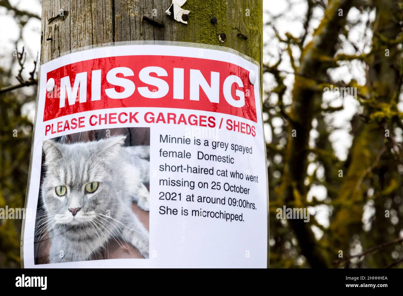 A missing cat poster pinned to a telegraph pole. Stock Photo