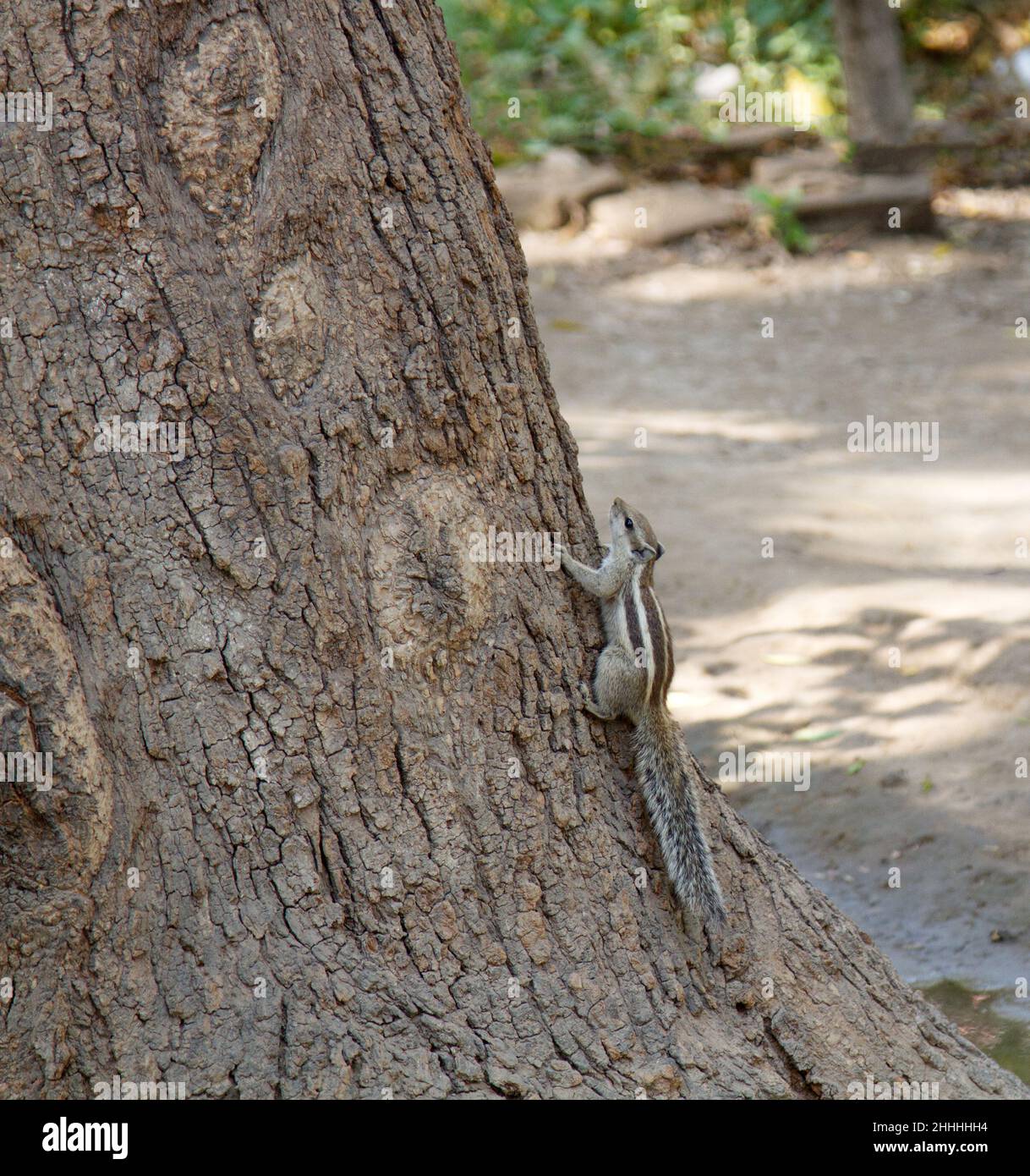Layardi threestriped palm squirrel (Funambulus layardi) against