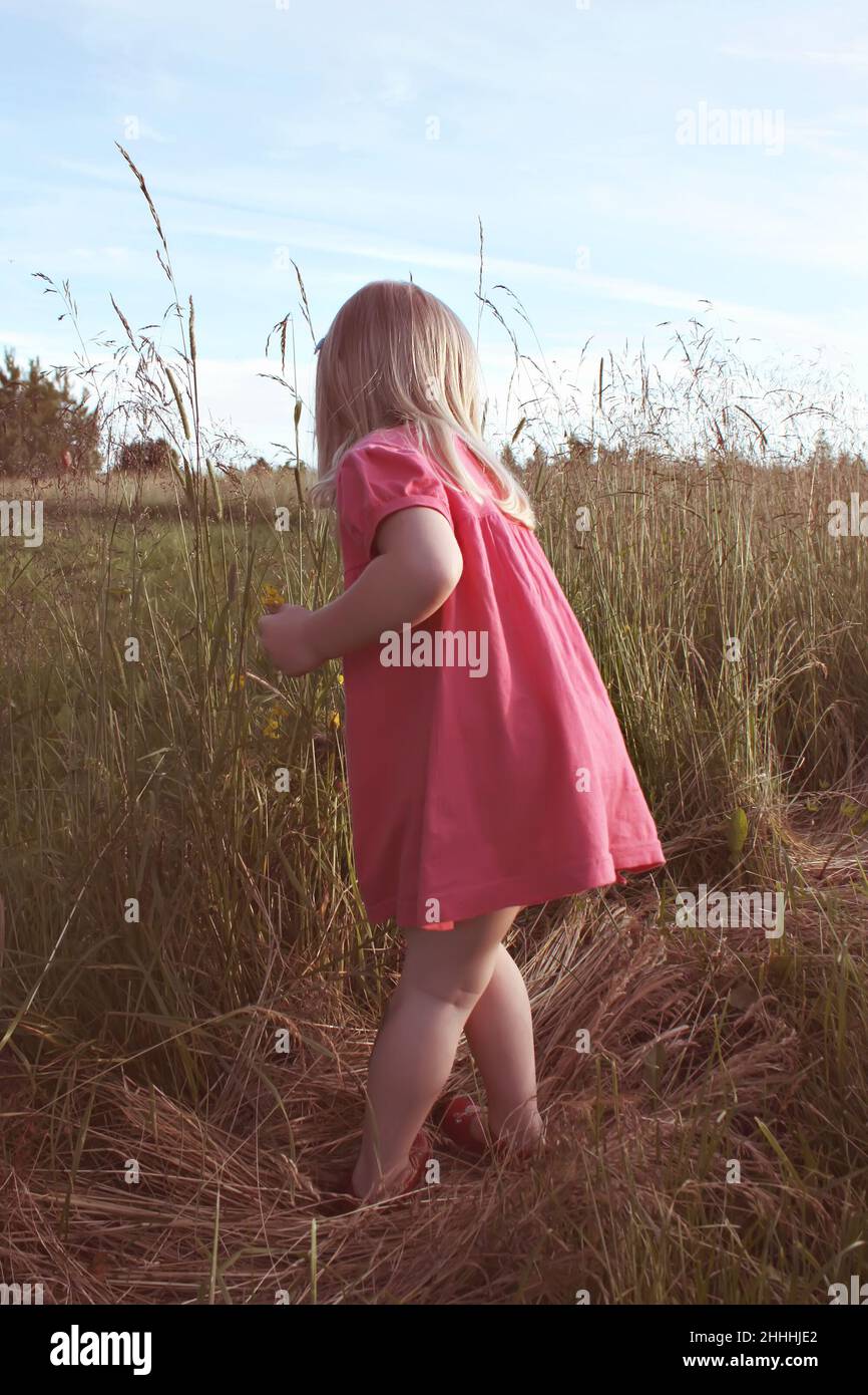 Adorable blonde little girl in a pink dress walking in the summer field ...