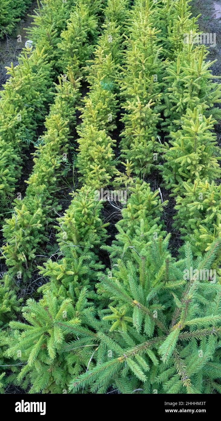 Forest nursery for growing spruce seedlings. Eastern Europe forestry Stock Photo