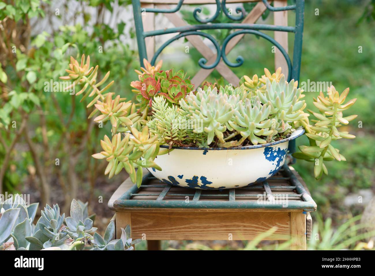 Reused planter ideas. Old basin turn into garden flower pots. Recycled garden design, diy and low-waste lifestyle. Stock Photo