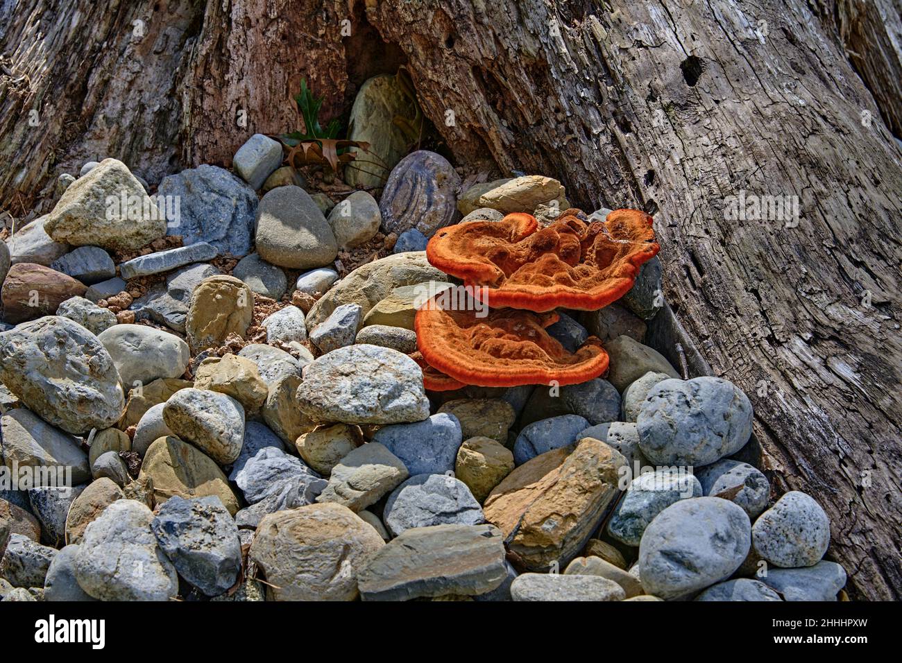 A close up of an orange mushroom nestled in a rock garden by a stump. A white-rot decomposer. It is inedible,poisonous. Stock Photo