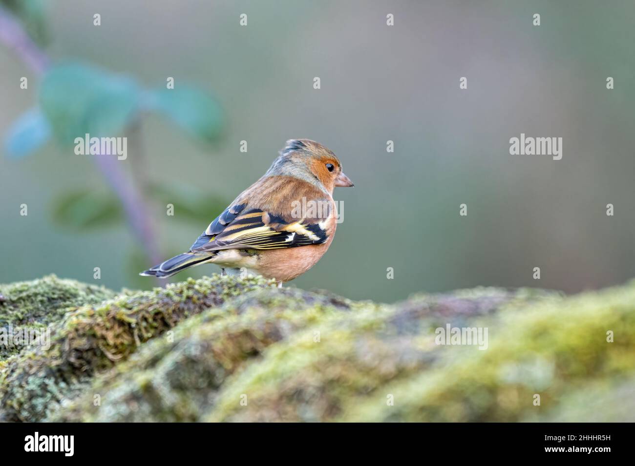 Male Chaffinch, or Common Chaffinch Fringilla coelebs feeding in a natural woodland setting during winter in the UK. Stock Photo