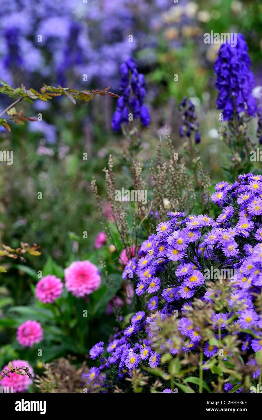 Aster novae-angliae purple dome,purple flower,Aconitum Newry Blue,flowers,asters,perennials,perennial,late summer,autumn,mixed planting,gardens,garden Stock Photo