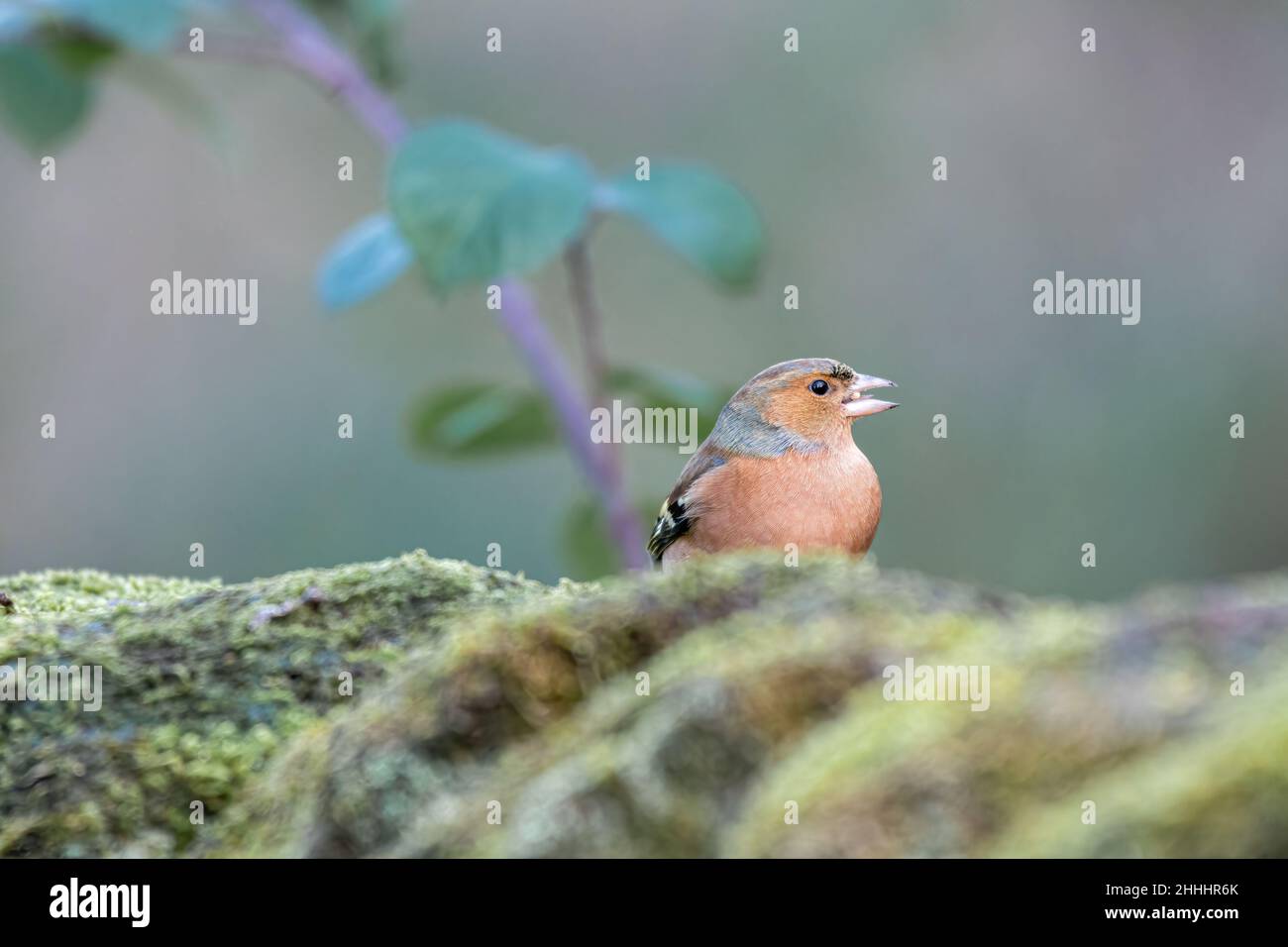 Male Chaffinch, or Common Chaffinch Fringilla coelebs feeding in a natural woodland setting during winter in the UK. Stock Photo