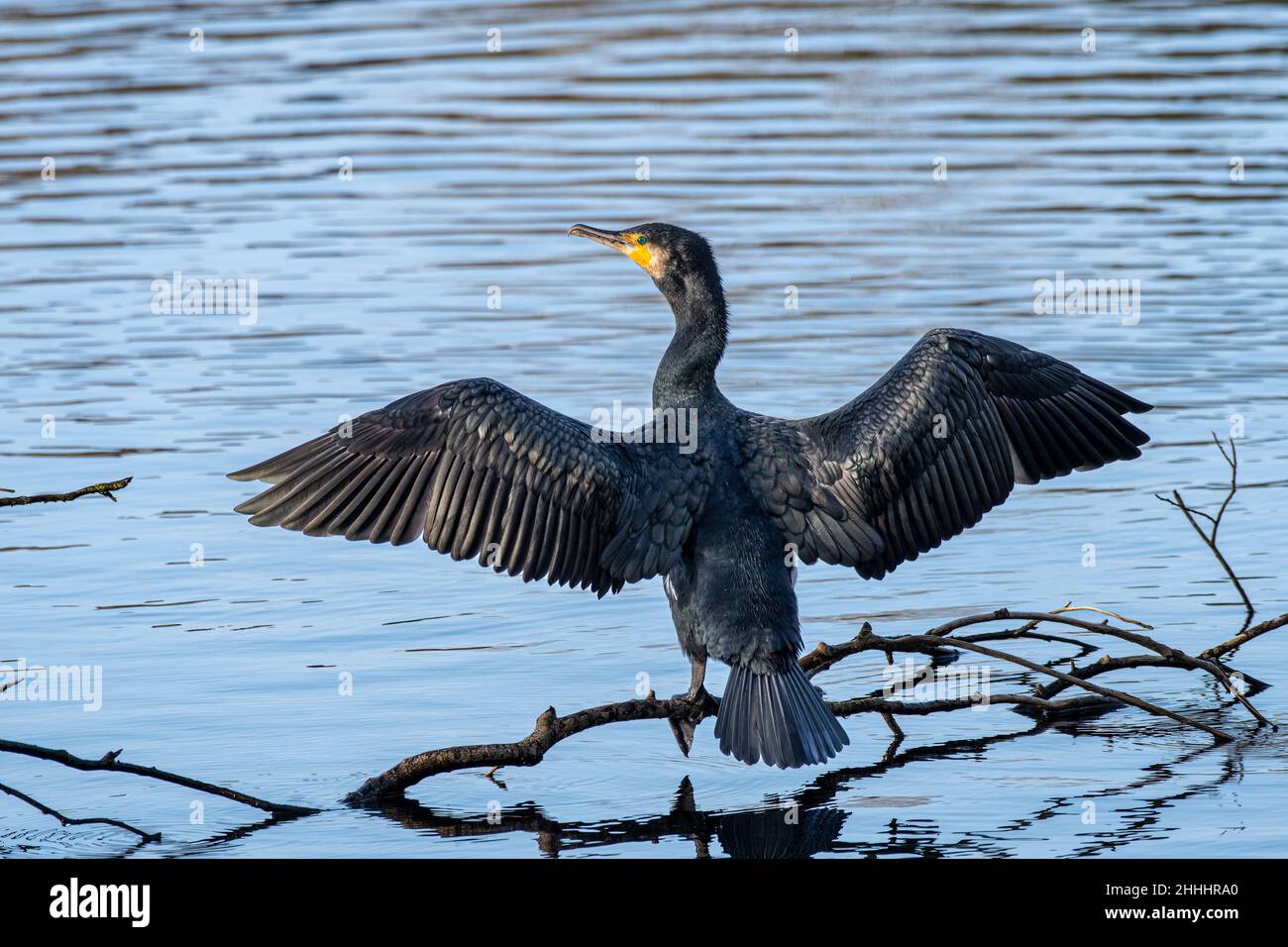 A Cormorant, Phalacrocorax carbo at a lake perched on tree branches drying it's wings. Stock Photo