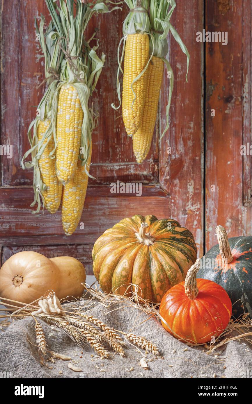 Autumn still life with pumpkin fruits of different colors and sizes in ...