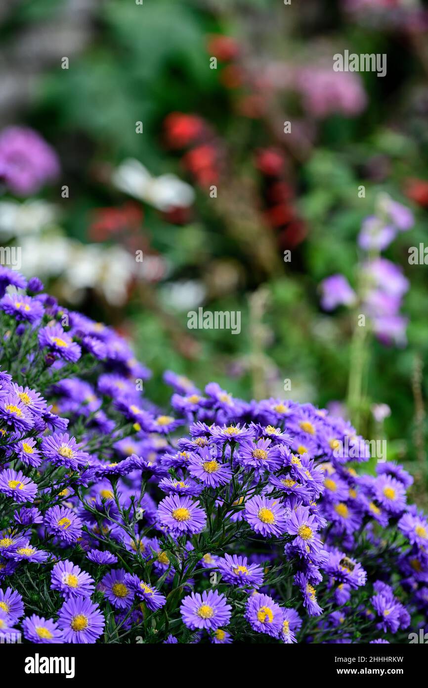 Aster novae-angliae purple dome,purple flower,flowers,asters,perennials,perennial,late summer,autumn,mixed planting,gardens,gardening,garden,RM Floral Stock Photo
