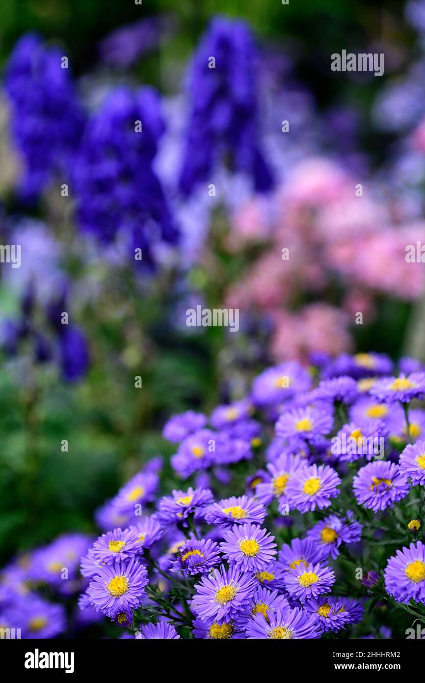 Aster novae-angliae purple dome,purple flower,Aconitum Newry Blue,flowers,asters,perennials,perennial,late summer,autumn,mixed planting,gardens,garden Stock Photo