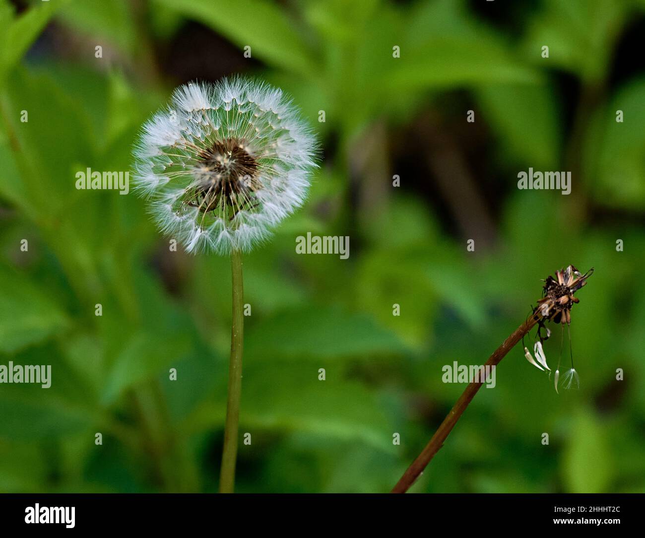 Closeup of a whole delicate Dandelion and one thats gone and only the stem is left. With a green background. Stock Photo