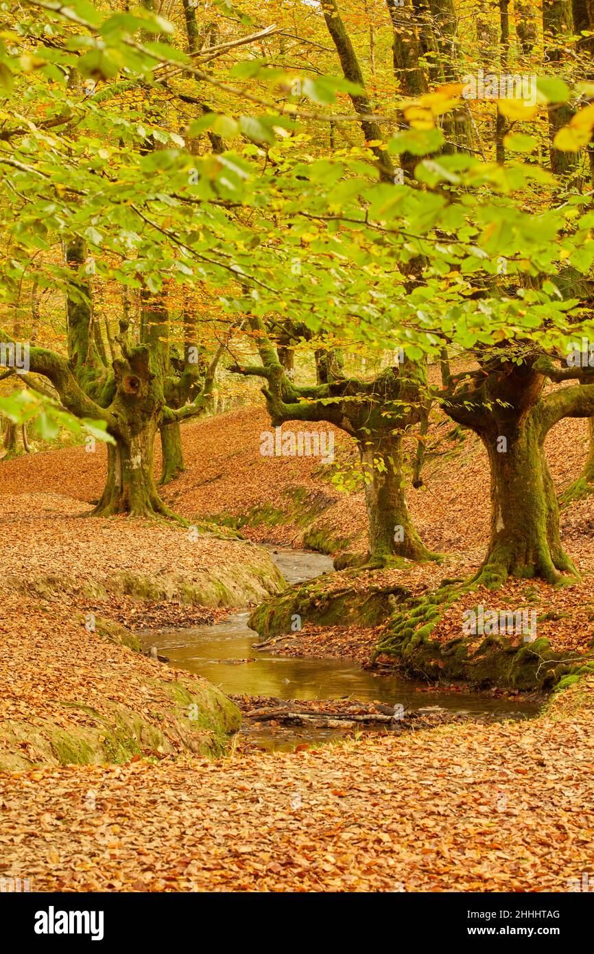 Hayedo de Otzarreta Stock Photo