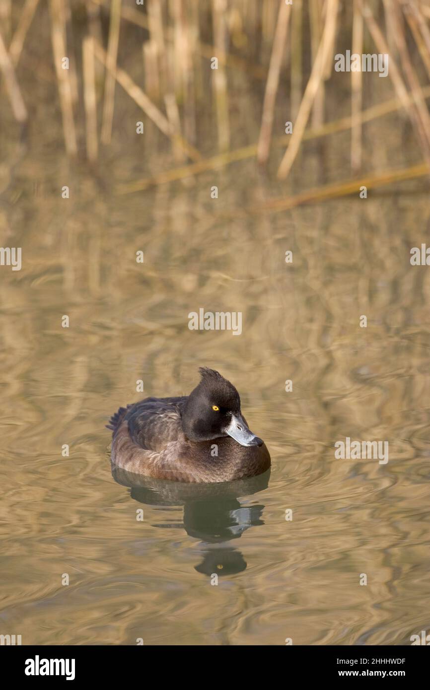 Tufted duck Aythya fuligula female with reflections swimming in water, Radipole Lake RSPB Reserve, Weymouth, Dorset, England Stock Photo