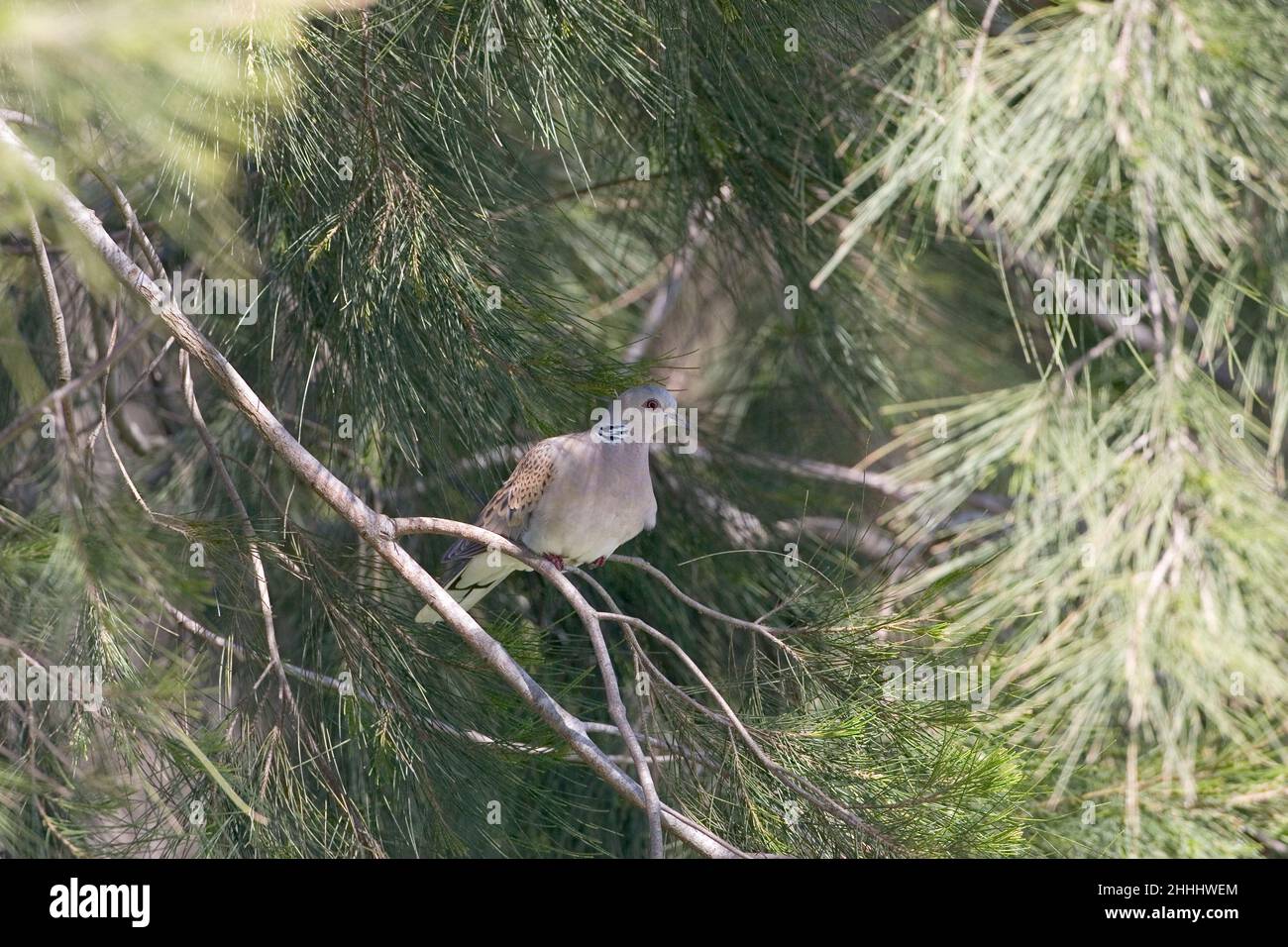 European turtle dove Streptopelia turtur perched in coniferous tree during its spring migration northwards, Corsica France Stock Photo