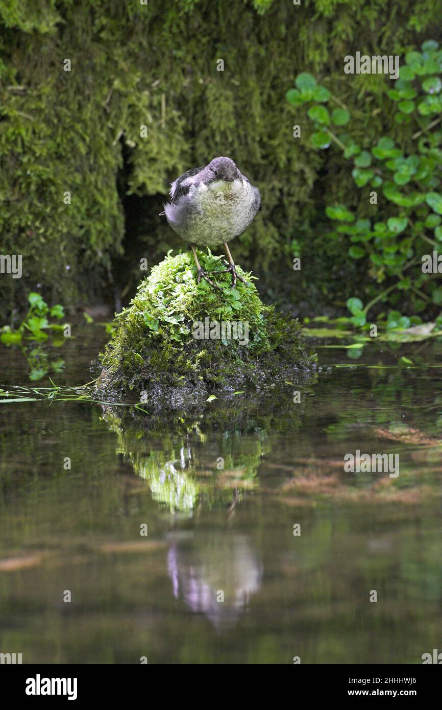 White-throated dipper Cinclus cinclus juvenile standing on mossy rock, Lathkill Dale Peak District National Park Derbyshire England Stock Photo