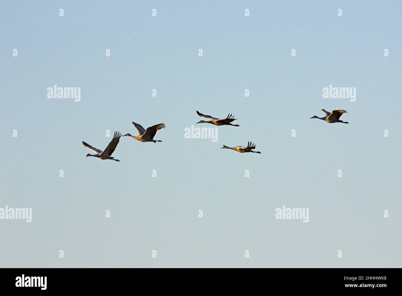 Sandhill crane Grus canadensis group of five in flight against a clear blue sky Bosque del Apache National Wildlife Refuge New Mexico USA Stock Photo