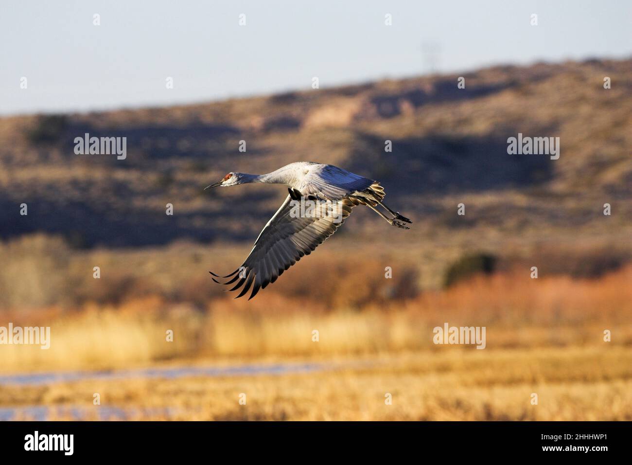 Sandhill crane Grus canadensis in flight with trees and hillside beyond, Bosque del Apache National Wildlife Refuge New Mexico USA Stock Photo