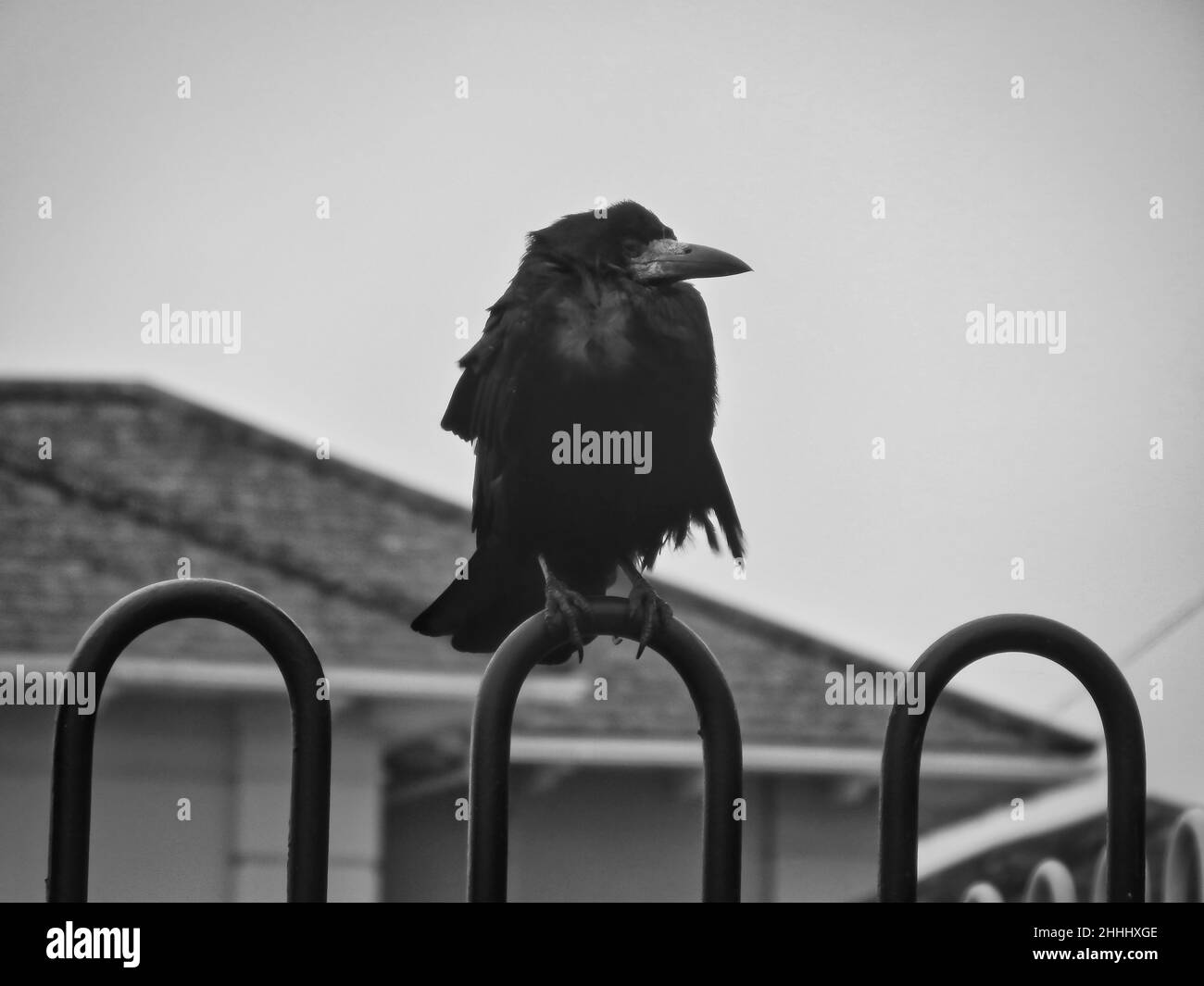 Close-up of a crow on fence in black and white Stock Photo