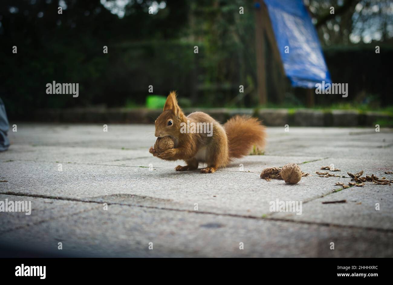 Squirrel eats walnut on garden terrace Stock Photo