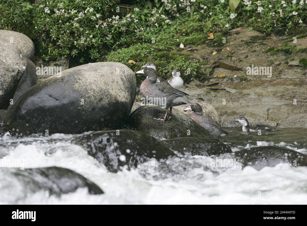 Blue  duck Hymenolaimus malacorhynchos pair with four ducklings by river New Zealand Stock Photo