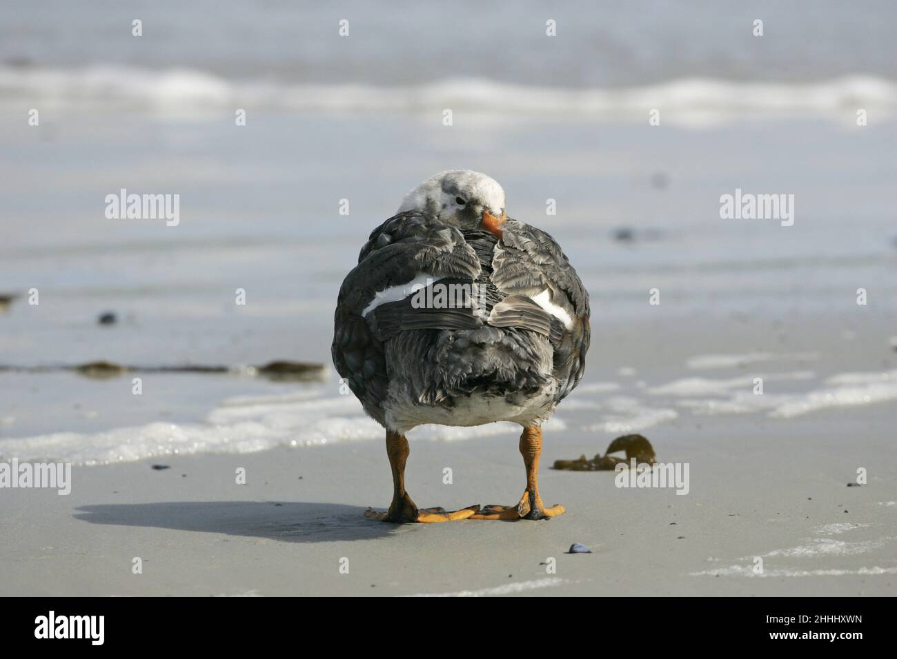 Falkland steamer duck Tachyeres brachypterus on beach Falkland Islands Stock Photo