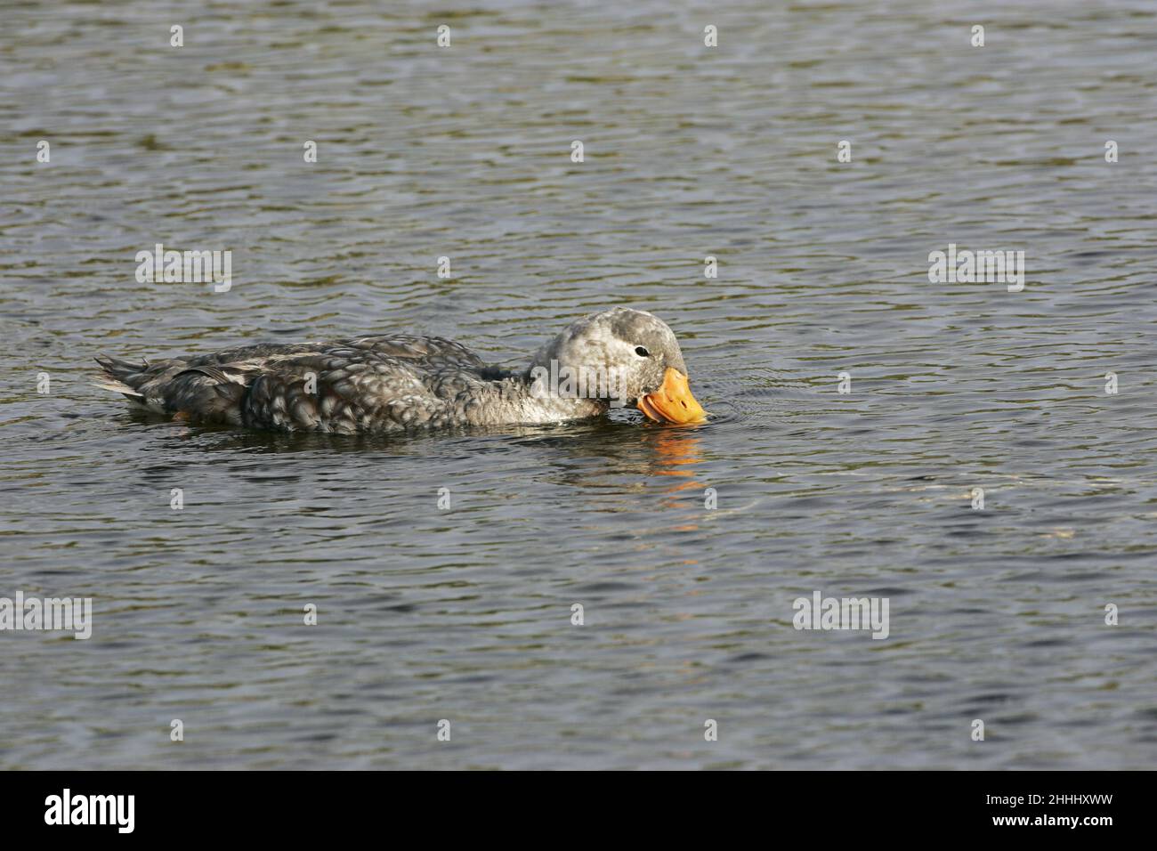 Falkland steamer duck Tachyeres brachypterus male dipping beak in the