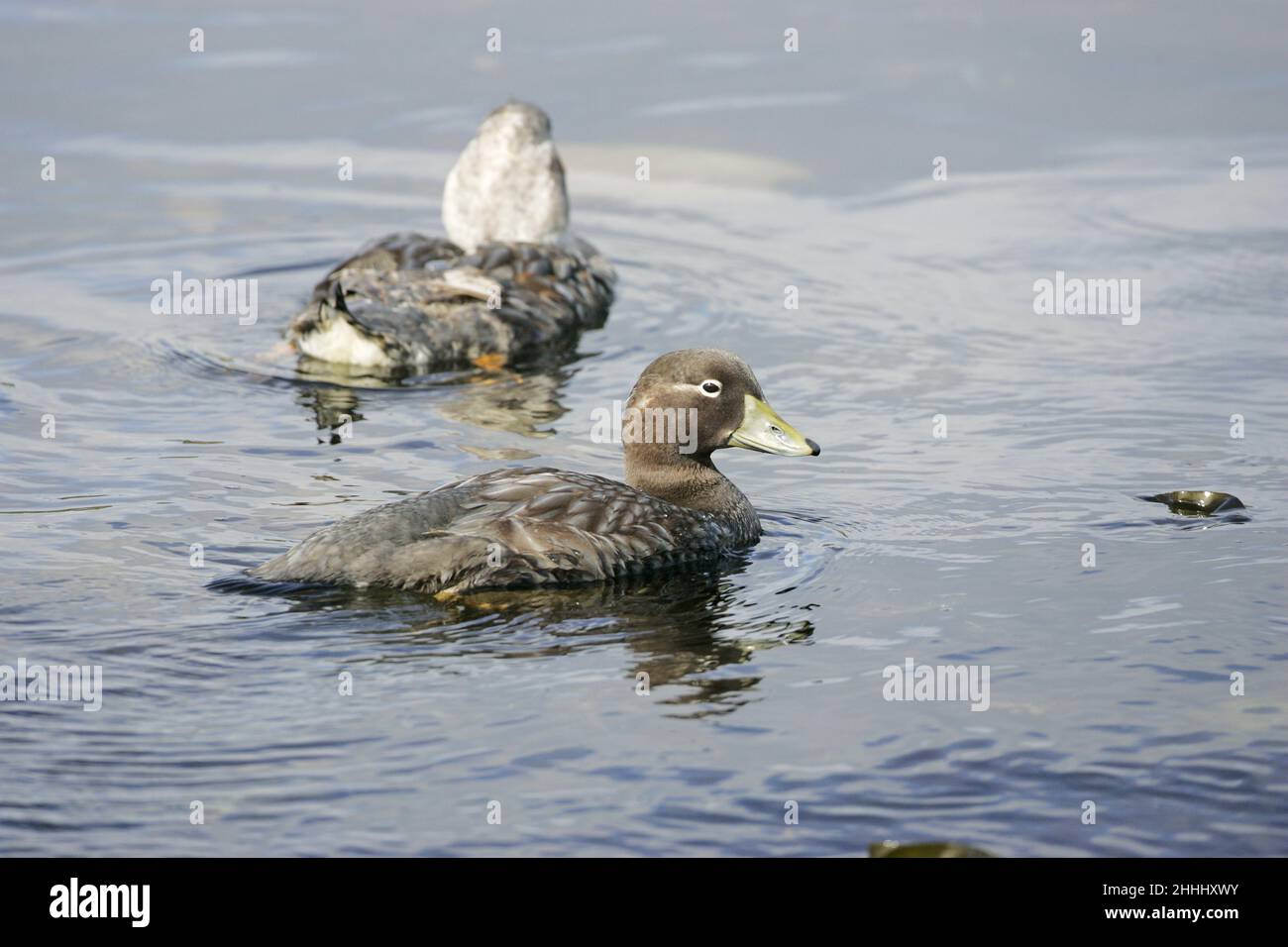 Falkland steamer duck Tachyeres brachypterus female with male beyond