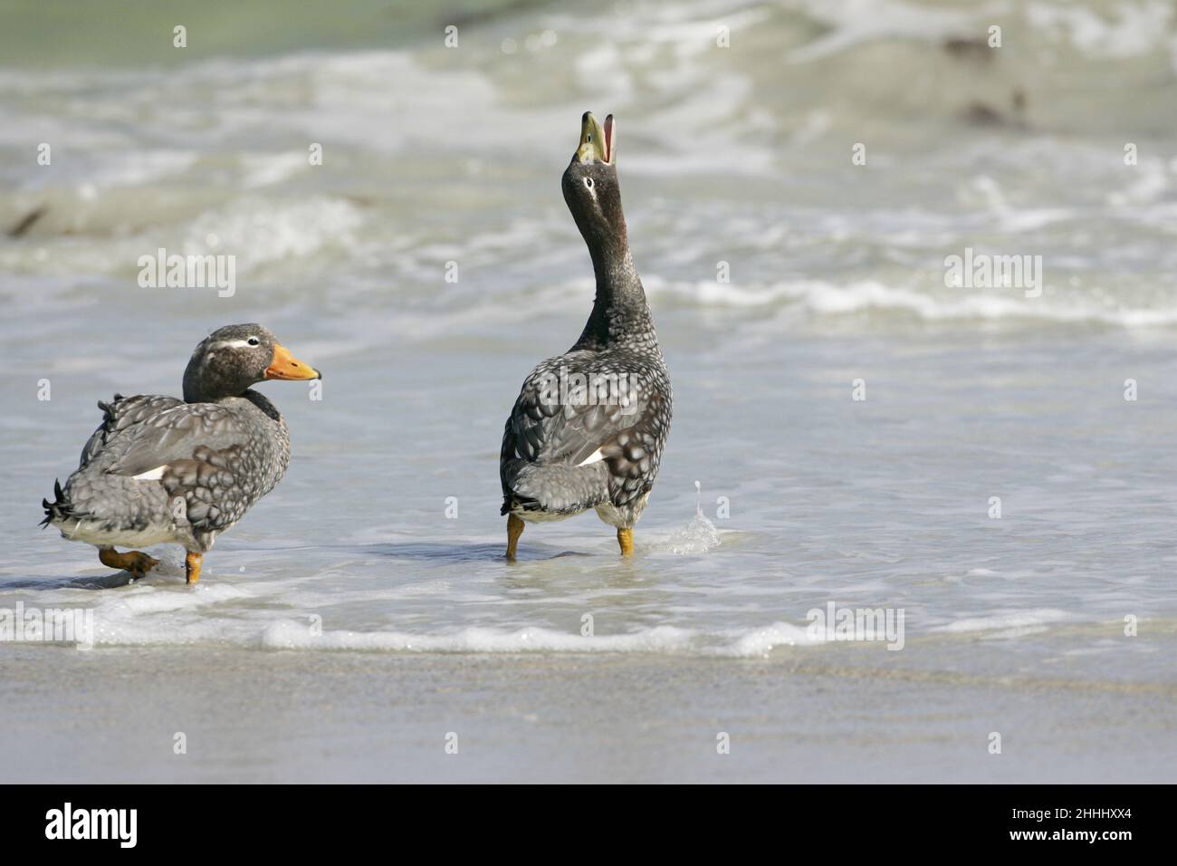 Falkland steamer duck Tachyeres brachypterus pair walking into the sea displaying Falkland Islands Stock Photo
