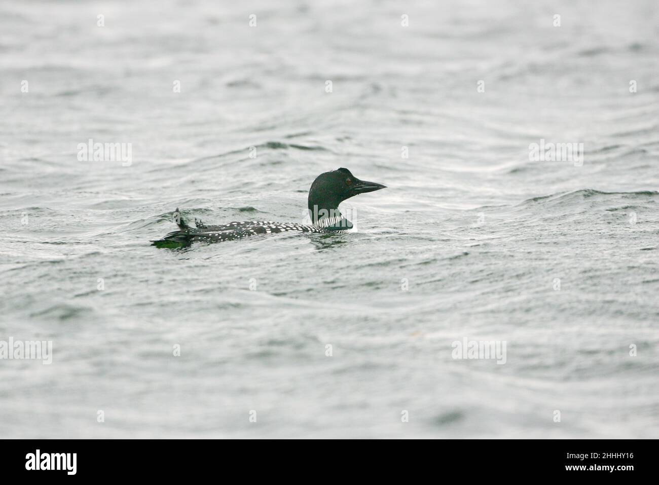 Great northern diver Gavia immer in partial summer plumage on sea, Loch Linnhe, Scotland Stock Photo