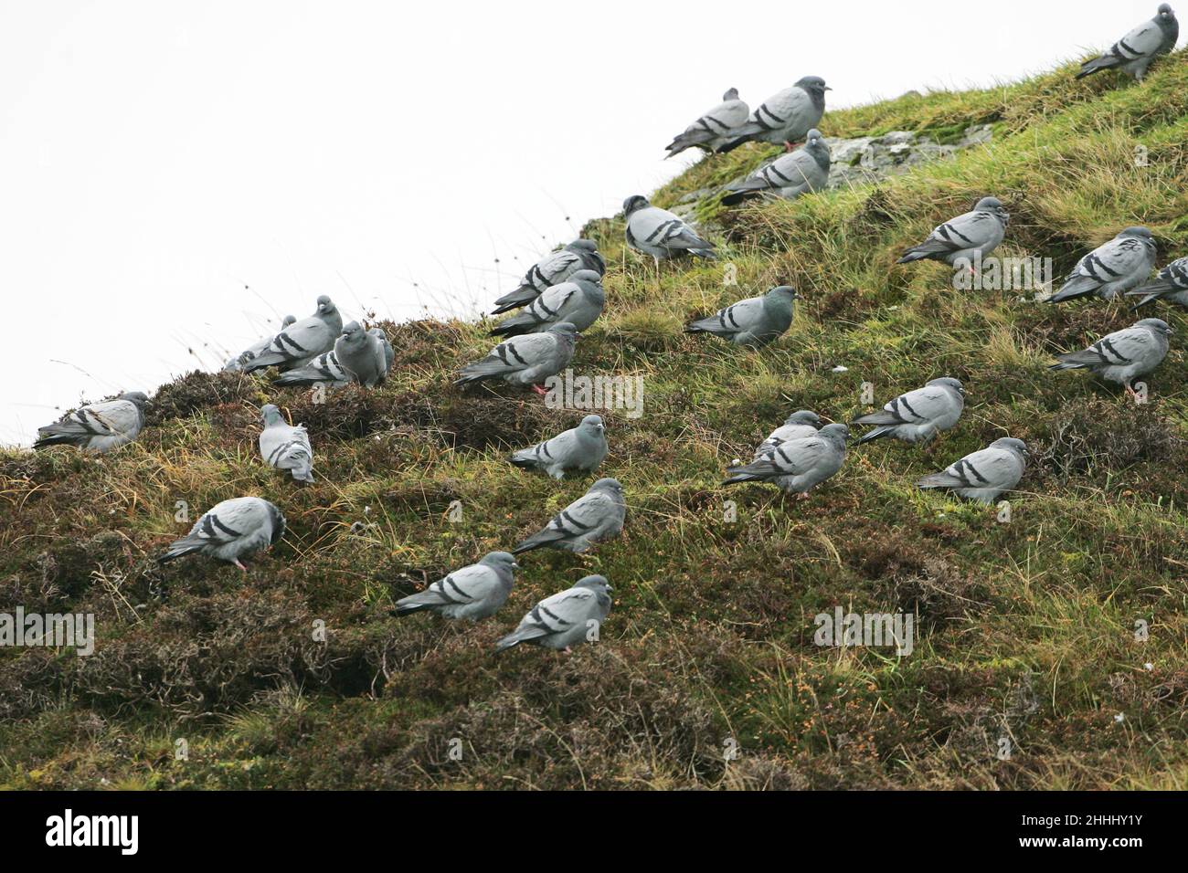 Rock dove Columba livia flock on hillside near Machir Bay Islay Argyll and Bute Scotland UK Stock Photo