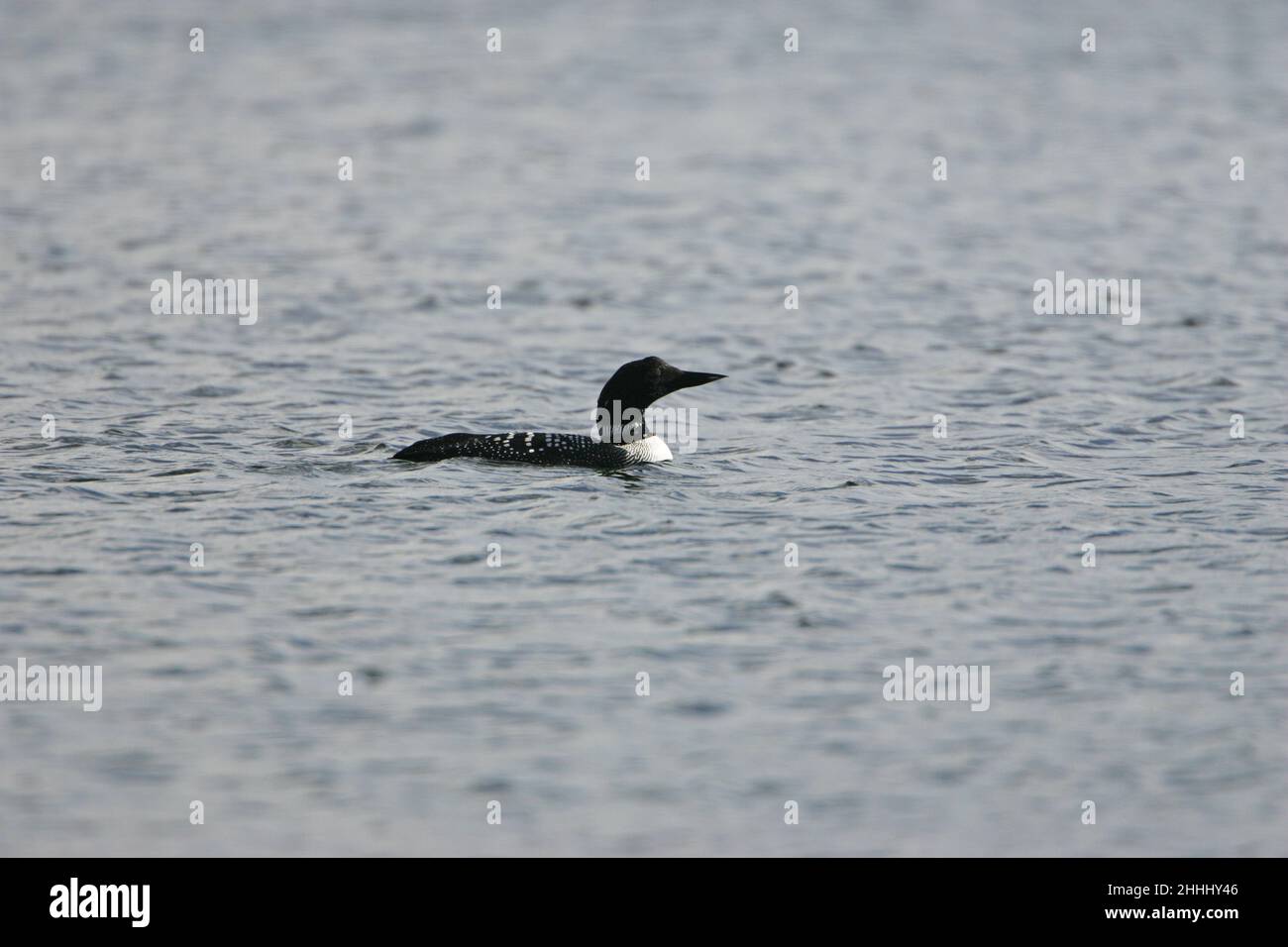 Great northern diver Gavia immer in partial summer plumage swimming on sea, Loch na Keal Isle of Mull Argyll and Bute Scotland UK Stock Photo