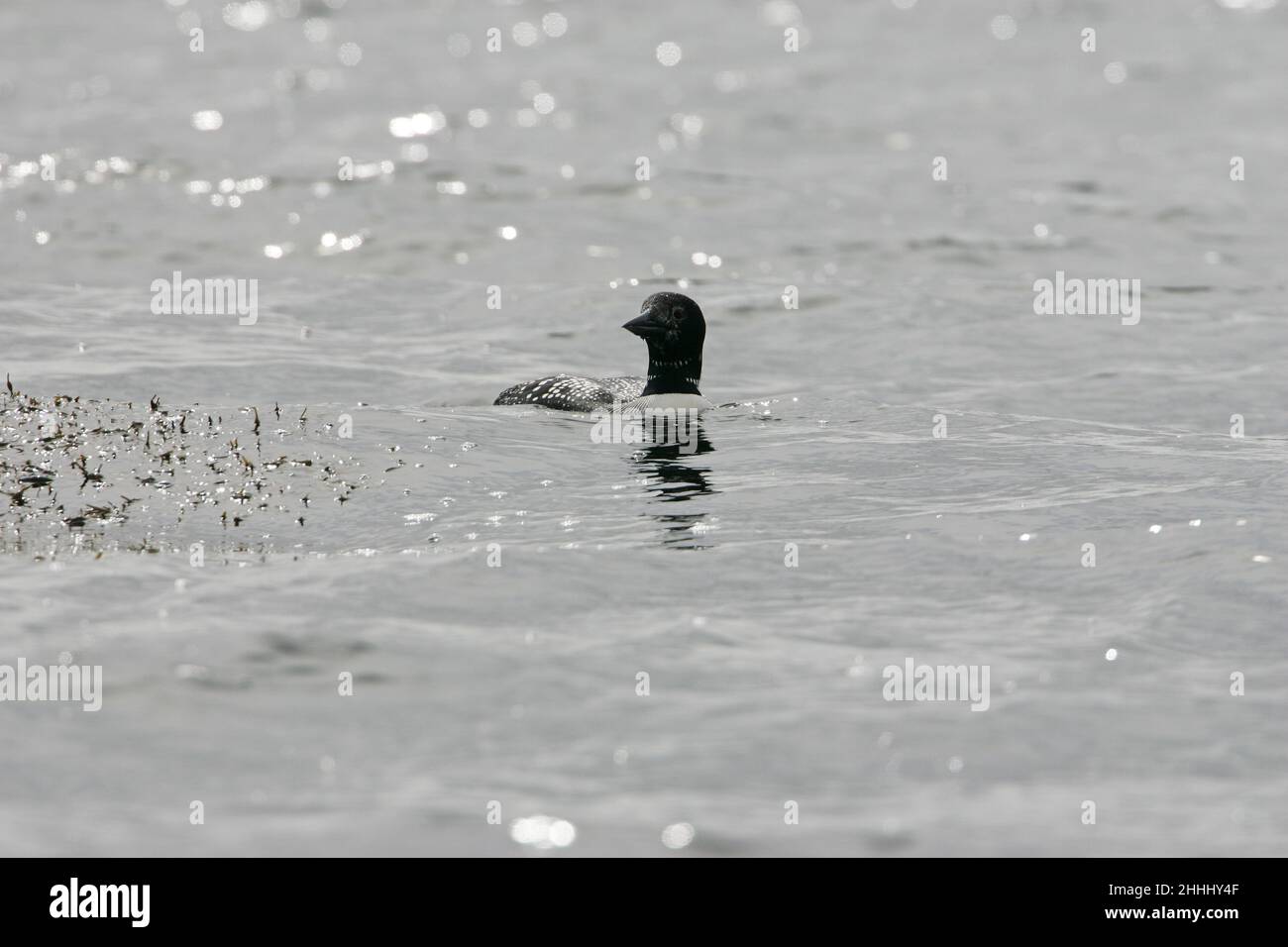 Great northern diver Gavia immer in partial summer plumage swimming on the sea, Loch Scridain Isle of Mull Scotland UK Stock Photo