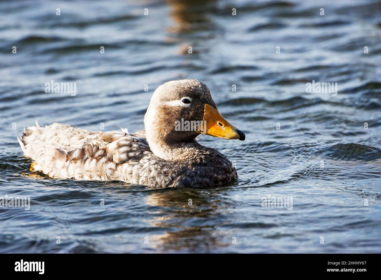 Falkland steamer duck Tachyeres brachypterus swimming on the sea near