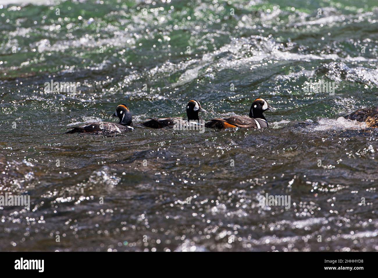 Harlequin duck Histrionicus histrionicus males swimming in rushing water LeHardy Rapids Yellowstone River Hayden ValleyYellowstone National Park Wyomi Stock Photo