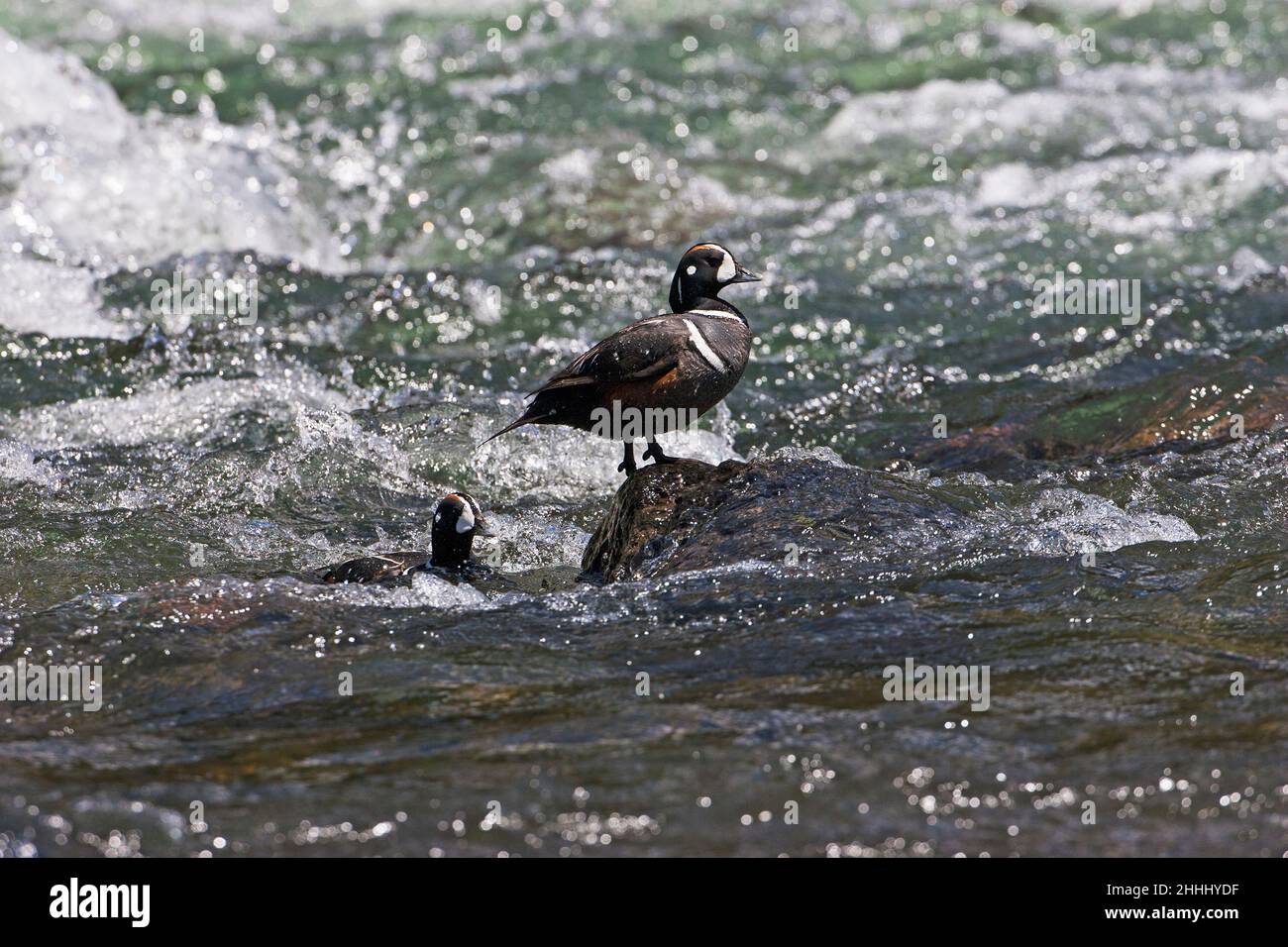 Harlequin duck Histrionicus histrionicus male on rock and one in the water LeHardy Rapids Yellowstone RiverYellowstone National Park Wyoming USA June Stock Photo