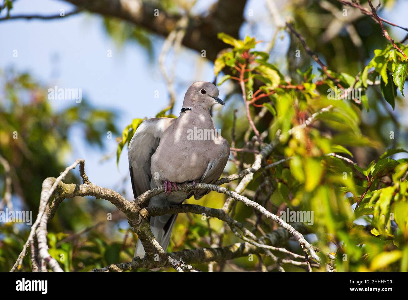 Eurasian collared dove Streptopelia decaocto perched on weeping cherry tree in a garden Ringwood Hampshire England UK August 2015 Stock Photo